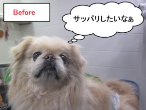 カット前ペキニーズ