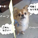 かみなりチワワ