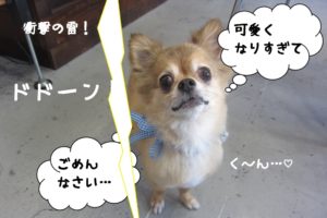 かみなりチワワ