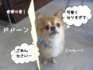 かみなりチワワ