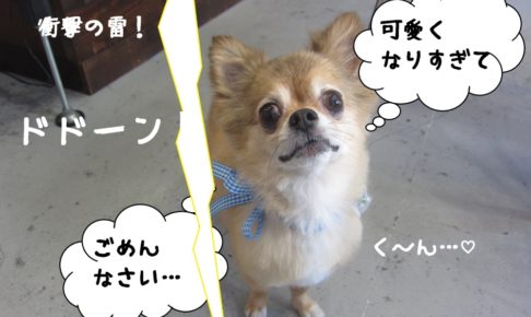 かみなりチワワ