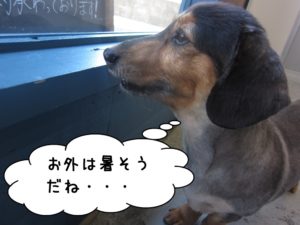 施術後ミニチュアダックス