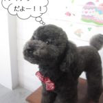 おすましトイプードル