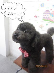 おすましトイプードル