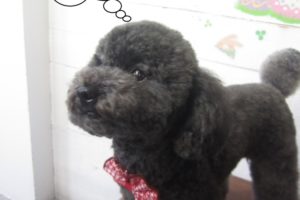 おすましトイプードル