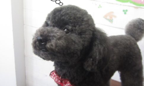 おすましトイプードル