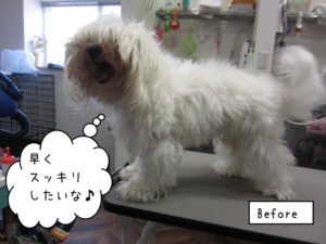カット前マルチーズ