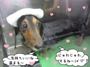 スパ中ミニチュアダックス