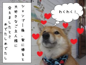施術後柴犬
