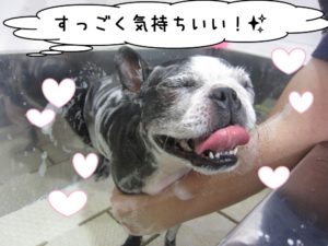 シャンプー中ボストンテリア