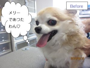 カット前チワワ