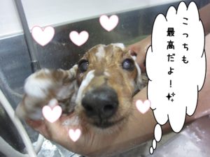 シャンプー中ミニチュアダックス