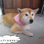 くつろぎ柴犬