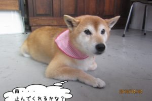 くつろぎ柴犬
