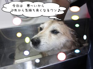 シャンプー中柴犬