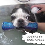 おもちゃくわえたボストンテリア