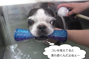 おもちゃくわえたボストンテリア