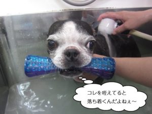 おもちゃくわえたボストンテリア