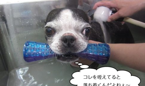 おもちゃくわえたボストンテリア