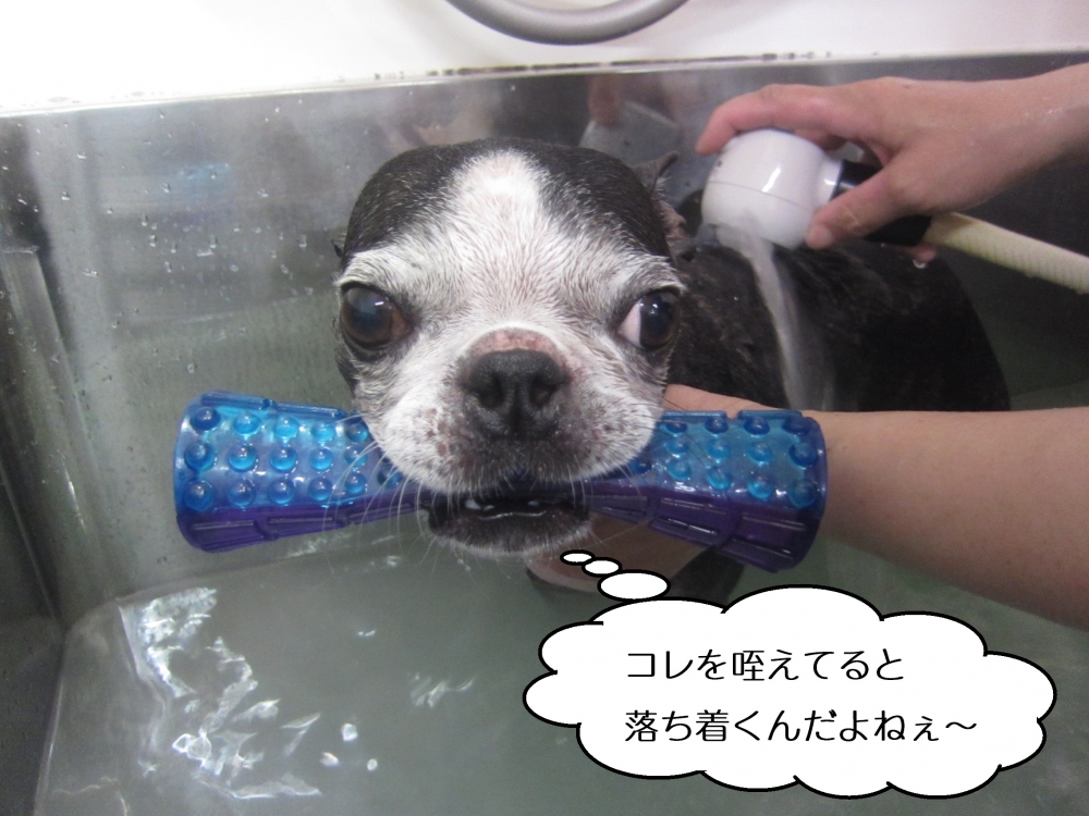 おもちゃくわえたボストンテリア