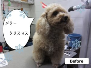 カット前トイプードル