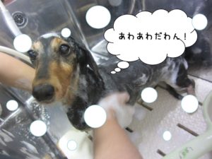 シャンプー中ミニチュアダックス
