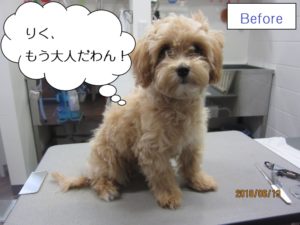 カット前トイプードル