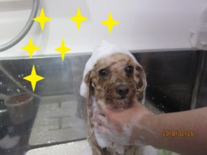 シャンプー中トイプードル