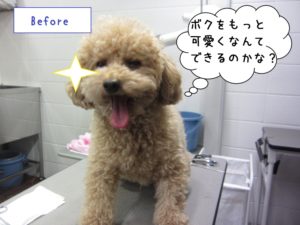 カット前トイプードル