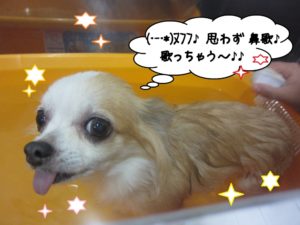 スパ中チワワ