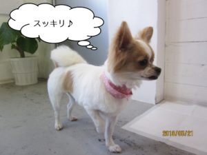 シャンプー後チワワ