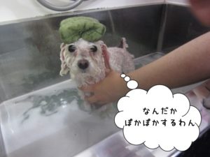 シャンプー中トイプードル