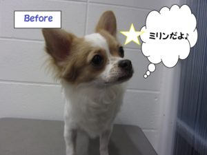 カット前チワワ