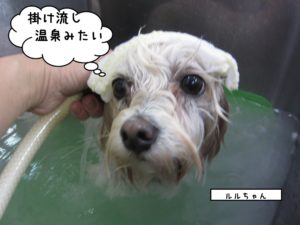 スパ中マルチーズ