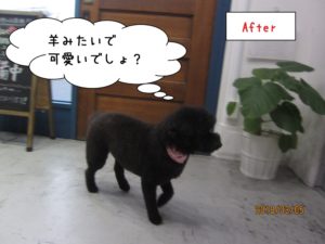 カット後トイプードル