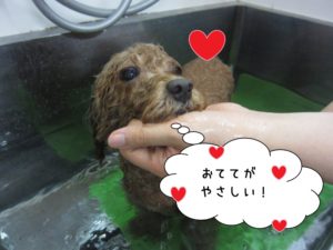 スパ中トイプードル