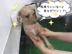 スパ中トイプードル