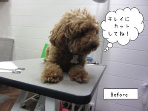 カット前トイプードル