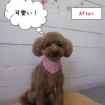 おすましおすわりトイプードル