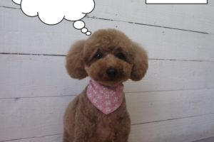 おすましおすわりトイプードル