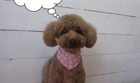 おすましおすわりトイプードル