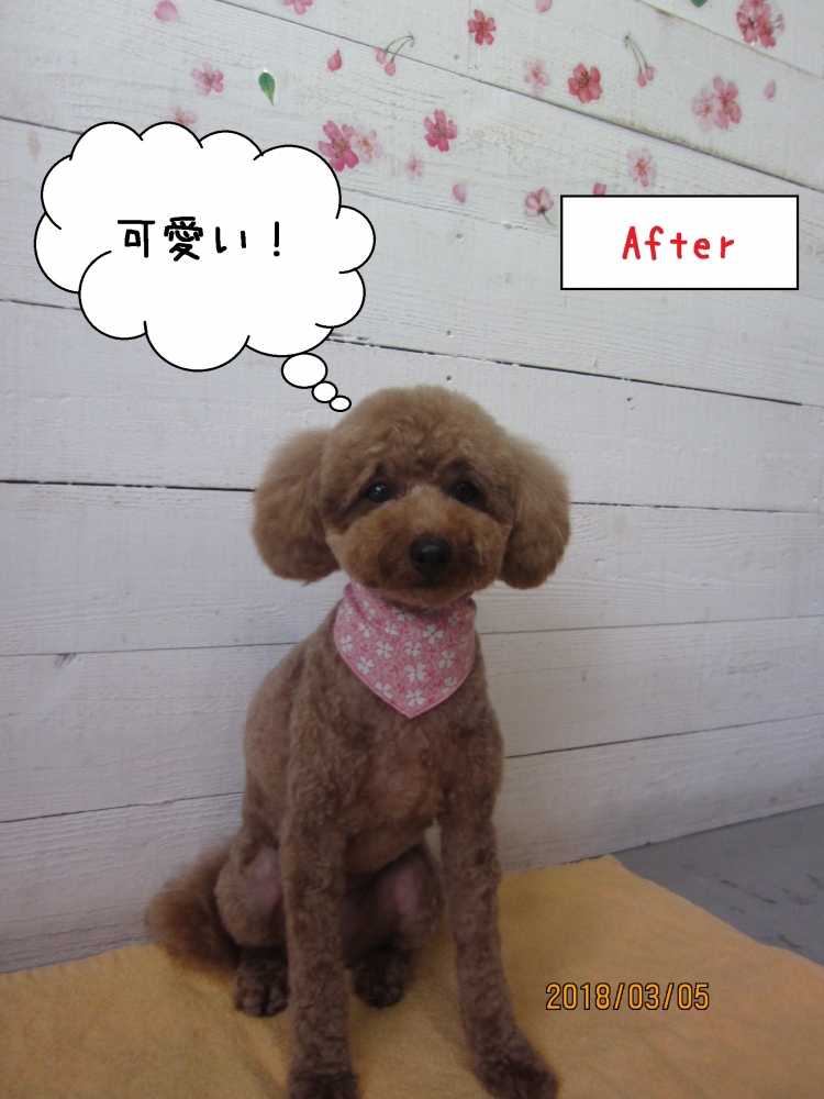 おすましおすわりトイプードル