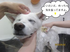 シャンプー中紀州犬