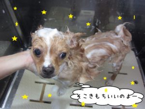 シャンプー中チワワ