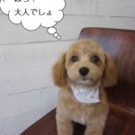 子犬トイプードル