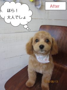 子犬トイプードル