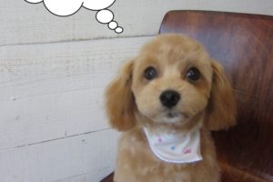 子犬トイプードル