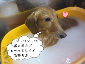 スパ中ミニチュアダックス