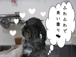 シャンプー中トイプードル