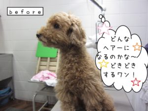 カット前トイプードル